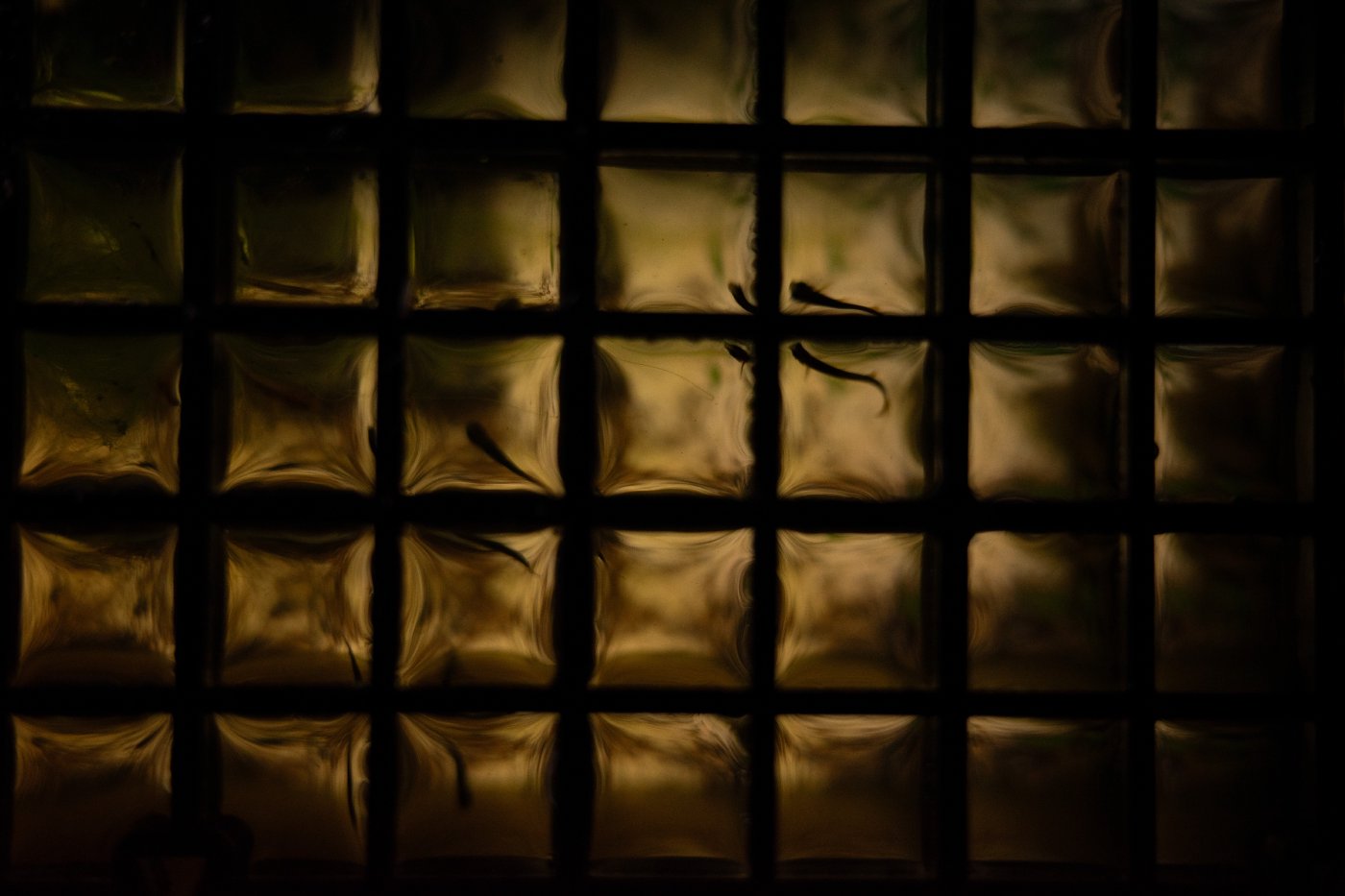 House (2025) — photo 7